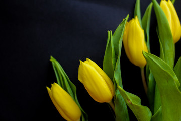 Bouquet of yellow tulips, black background, selective focus, free copy space - perfect for social media