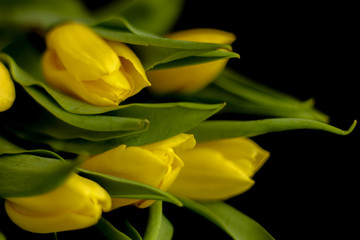 Bouquet of yellow tulips, black background, selective focus, free copy space - perfect for social media