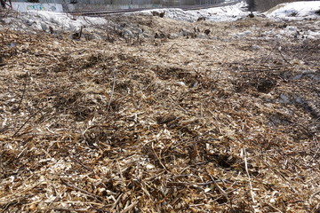 Forest is destroyed by the loggers. Empty space without trees with stumps and slivers
