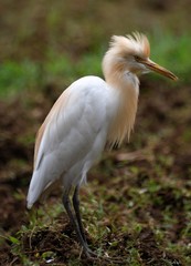 Cattle egret inthe field of Kerala