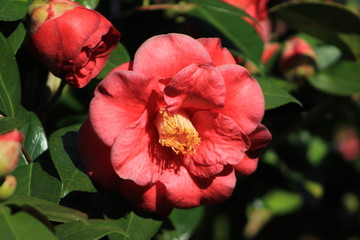 Flor de Camelia