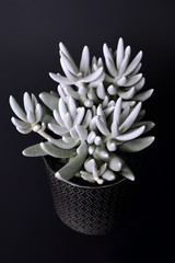White Senecio Haworthii succulent potted plant on dark background