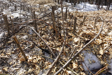 Forest is destroyed by the loggers. Empty space without trees with stumps and slivers