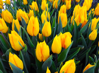 Yellow spring tulips fresh