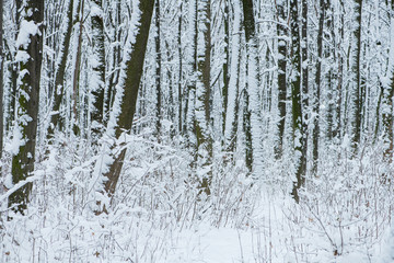 Fototapeta premium Winter snow-covered trees