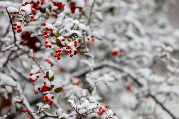 Beautiful red rowan in the snow