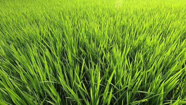 Green Rice Plantation Field