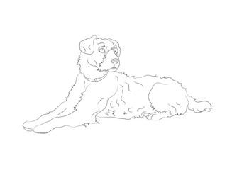 dog lies, lines, vector,