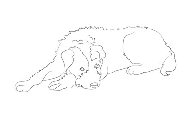 dog lies, lines, vector,