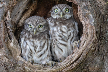 Steinkauz (Athene noctua)