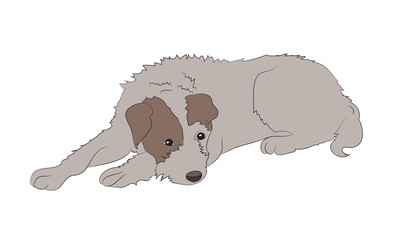dog lies, color drawing, vector