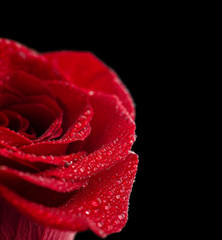 Red Rose Flower closeup