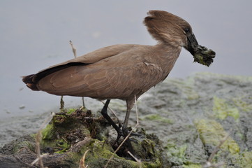 Hamerkop (Scopus umbretta) Nest Collection