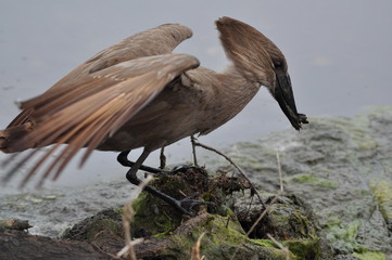 Hamerkop (Scopus umbretta) Nest Collection