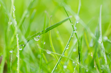 A drop of water on the grass close up. Natural blurred green background. For texture, background. Nature.