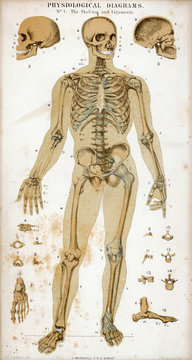 Skeleton and Ligaments