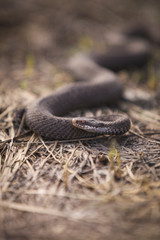 Viper crawling on the dried grass land on a sunny day. Venomous snake, which is extremely widespread in most parts of Western Europe.