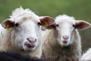 Freigestellte Köpfe von zwei Ostfriesischen Milchschafen vor grünem Hintergrund