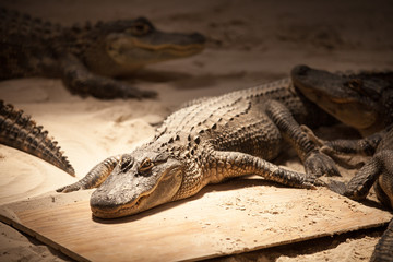 A few very cute little alligators are shown in the Everglades National Park, Florida, America.