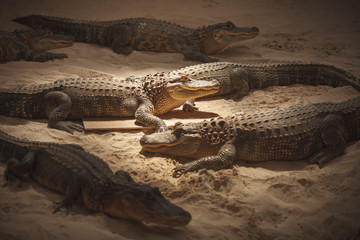 Small alligators on a show for tourists in a Florida Everglades Park.