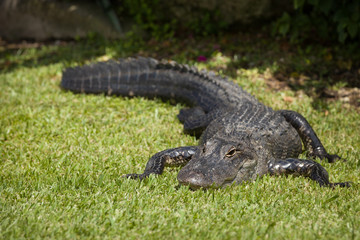 On the lawn in Everglades Park walks a large aligator. Aligator in a natural environment.