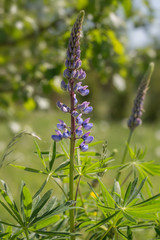 A lot of violet lupines field. Rustic garden on the background of a wooden house