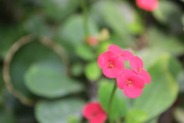 flower in garden