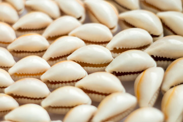 Beautiful summer cowrie shells on white background