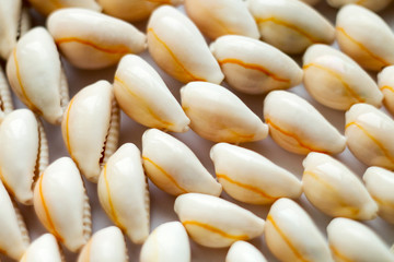 Beautiful summer cowrie shells on white background