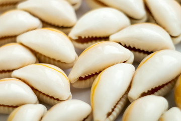Beautiful summer cowrie shells on white background