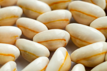 Beautiful summer cowrie shells on white background