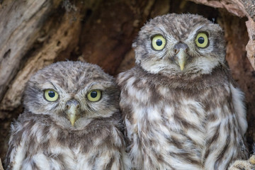 Steinkauz (Athene noctua)