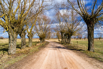 Wiosna na Podlasiu. Pola łąki i wierzby. Wiosenny dzień w dolinie Narwi.