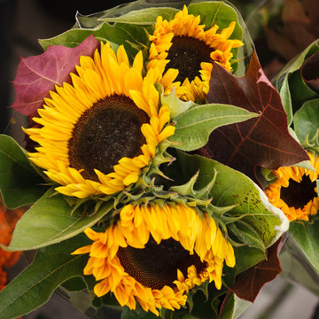 Closeup of a bouquet of bright sunflowers. Sunny mood with bright colors