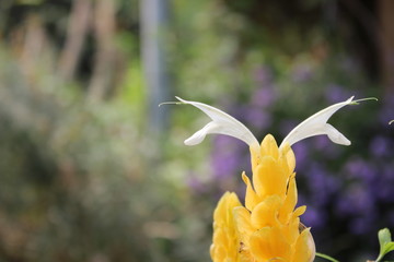 yellow flower