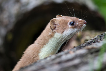 Vorderkörper eines freigestellten Hermelin in der Seitenansicht schaut hinter einem Baumstamm hervor