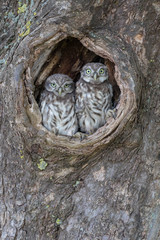Steinkauz (Athene noctua)