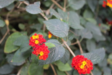 red flower in the garden