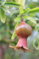 pomegranate on tree
