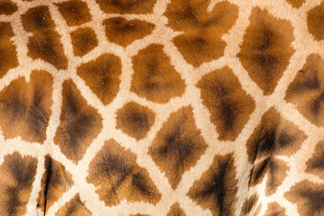 Obraz premium Hautmuster, Giraffe, (Giraffa)