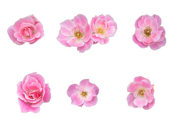 Pink rose isolated on the white background. Photo with clipping path.