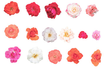 Beautiful Multi-Color rose isolated on the white background. Photo with clipping path.