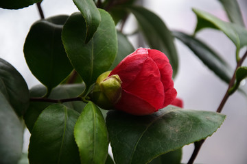 Spring Camellia Japanese 2