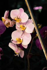 Pale pink Orchid 2