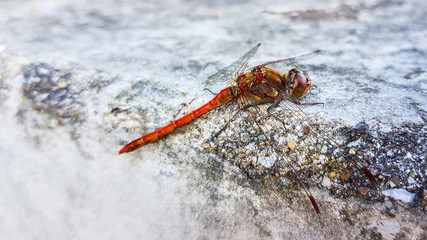 Red dragonfly resting on the concrete porch with green background close up
