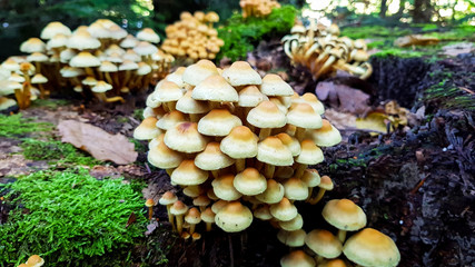 Group of white mushrooms growing on the tree stump inside the natural forest