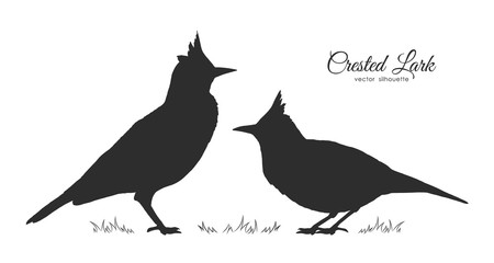 Two Silhouette of Crested Lark. Little birds