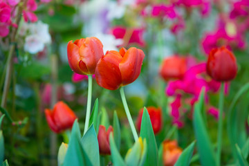 Red tulip plants.