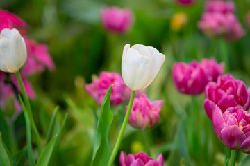 Beautiful white tulip plants