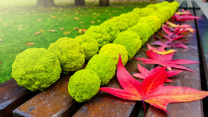 Group of osage oranges fruit (maclura pomifera) on a wooden bench in a park
